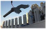 eaglebesttwoDSC_2494