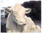 mda_cow